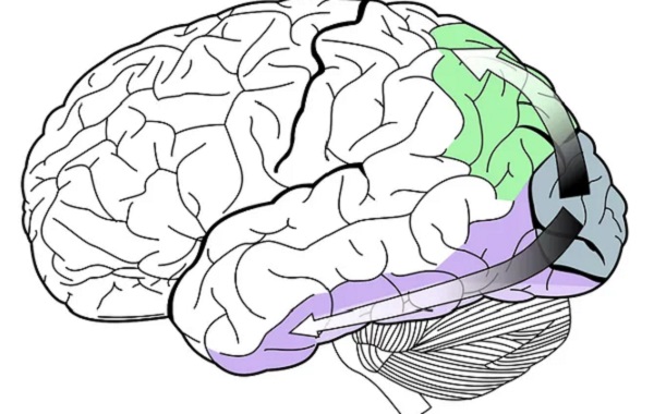The Brains Of People Born Blind Have A Unique Plasticity