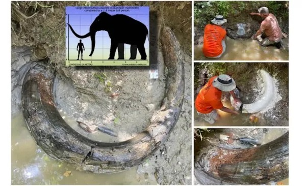 Huge Mammoth Tusk Discovered Sticking Out Of Mississippi Streambed