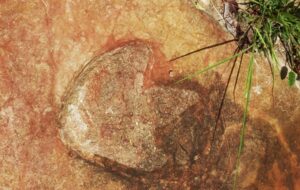 Dinosaur footprints from Africa and South America are a match