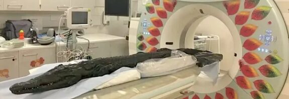 Mumyalanmış Timsahın Son Yemeği 3,000 Yıl Sonra Ortaya Çıktı