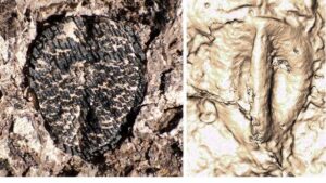 Bu Minik Fosil, Şarap ile Dinozorların Ölümü Arasında Bağlantı Kuruyor