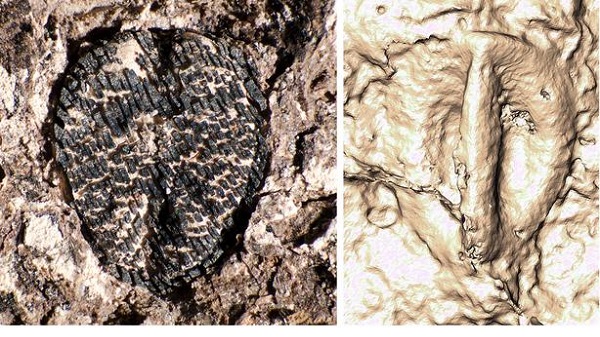 Bu Minik Fosil, Şarap ile Dinozorların Ölümü Arasında Bağlantı Kuruyor