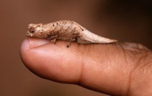 Dünyanın En Küçük Bukalemunu