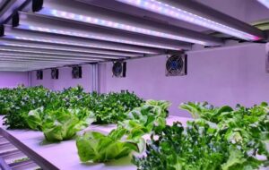 Bilim İnsanları Akıllı Robotik Sera Kompleksi Geliştirdi