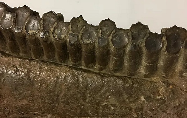 Otçul Dinozorlar Yaşamları Boyunca Yüz Binlerce Diş Yeniliyordu