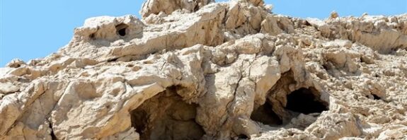 Mağarada Bulunan Tohumdan 1.000 Yıllık Ağaç Canlandırıldı