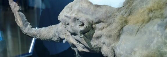 39.000 Yıllık Mükemmel