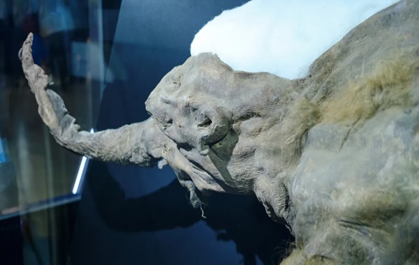 39.000 Yıllık Mükemmel