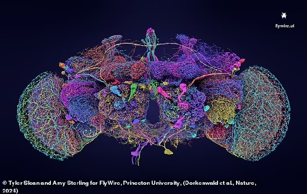 The most detailed map of the brain EVER seen: Stunning images reveal all 139,255 neurons - and the 50 million connections between them