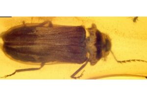 99 Milyon Yıl Önce Kehribarda Donmuş Bir Ateş Böceği Bulundu