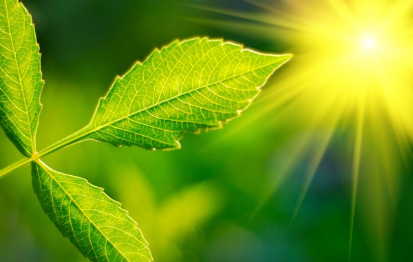 Fotosentez Gerektirmeyen Benzersiz Bir Tarım Yöntemi Geliştirildi