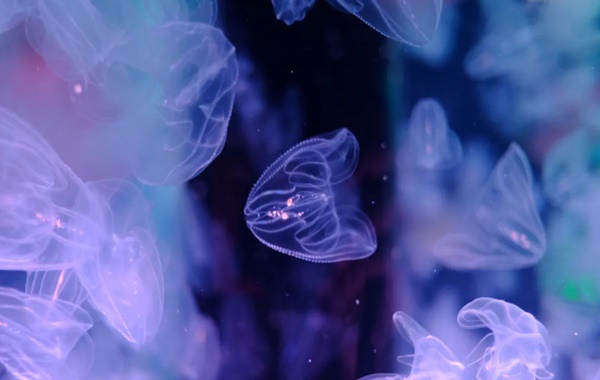 Doğanın Sıra Dışı