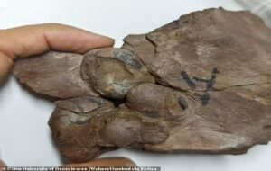 Scientists discover 80million-year-old 'fully intact' dinosaur eggs from previously-unknown species