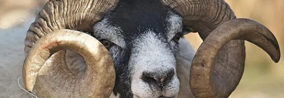 Çiftçi Bir Adama Dev Melez Koyun Yetiştirdiği İçin Hapis Cezası Verildi