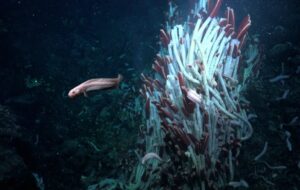 Rich Ecosystem Of Animal Life Found Under Seafloor At 2,500 Meters Water Depth