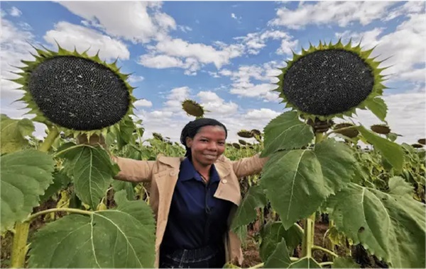 Better yield, less disease: AI is changing the game for African farmers