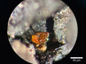 Amber in Antarctica: A 90 Million-Year-Old Mystery Unveiled!