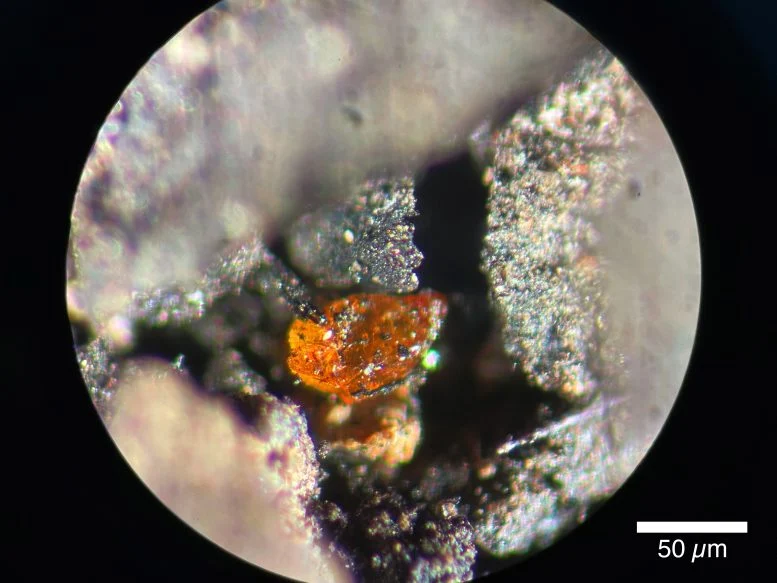 Amber in Antarctica: A 90 Million-Year-Old Mystery Unveiled!