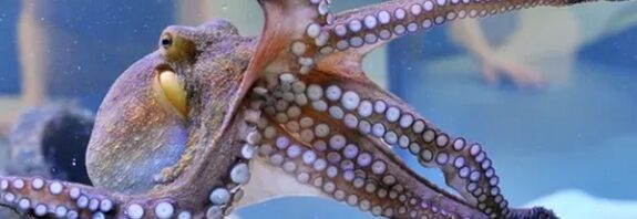 İnsan Yerine Ahtapotlar: İnsanlık Yok Olursa Dünya'da Kim Kalacak?