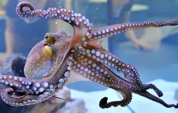 İnsan Yerine Ahtapotlar: İnsanlık Yok Olursa Dünya'da Kim Kalacak?