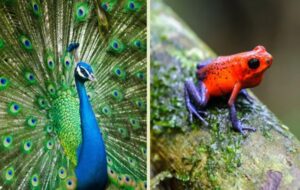 Animal color vision evolved 500 million years ago, before vibrant fruits, flowers