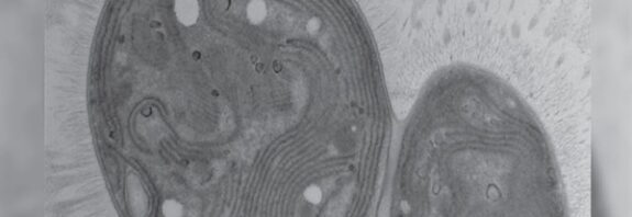 İklim Değişikliği ile