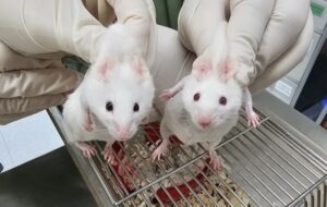 Tek Hücreli Bir Organizmadan Alınan Genle Kimerik Bir Fare Yetiştirildi