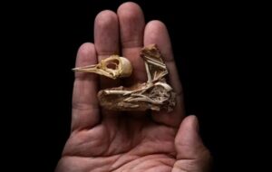 Fosilleşmiş Kafatası Evrimdeki 70 Milyon Yıllık Bir Boşluğu Dolduruyor