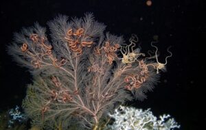 Okyanusun Derinliklerinde Son Derece Sıra Dışı Yeni Bakteri Türleri Keşfedildi