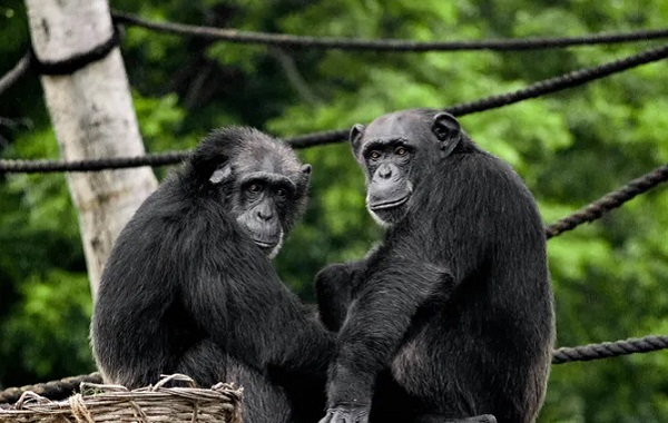 Şempanzeler Onları İzleyen Bir Seyirci Varsa Görevlerini Daha İyi Yerine Getiriyor