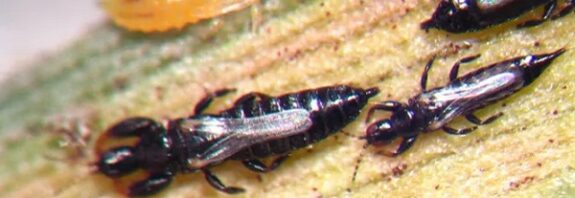 Bu Böceklere “Dünya'nın En Tembel Canlıları” Adını Verdiler