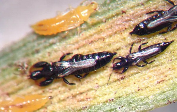 Bu Böceklere “Dünya'nın En Tembel Canlıları” Adını Verdiler