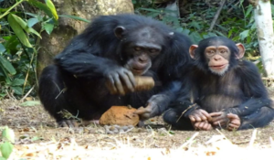 Did Chimpanzees Unlock the Secret to Human Evolution?