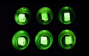 "The Glow of Ancient Life: Scientists Use 2,400-Year-Old Honey Fungus to Illuminate Wood"