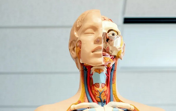 Hasta Kan Damarları Beyin Yaşlanmasını Hızlandırıyor!