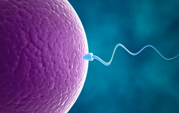 Yumurtanın Yaptığı İlk Şey Spermin Kuyruğunu “Isırmaktır”