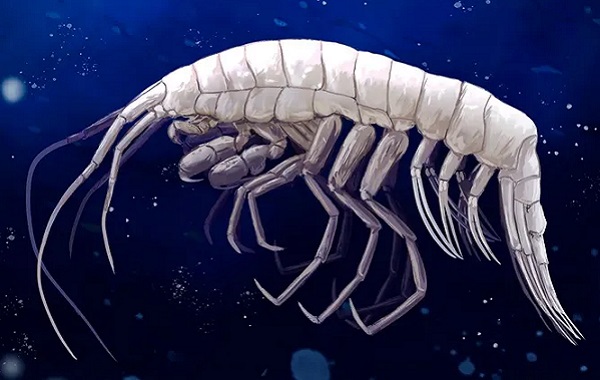 Atacama Çukuru'nun Karanlık Derinliklerinde Türünün İlk Örneği Olan Bir Yırtıcı Bulundu