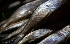 Süt Balığının Derisi Yanık Tedavilerinin Anahtarı Olabilir