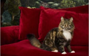 Quantum Leap: Scientists Create 'Schrödinger's Cat' on a Silicon Chip