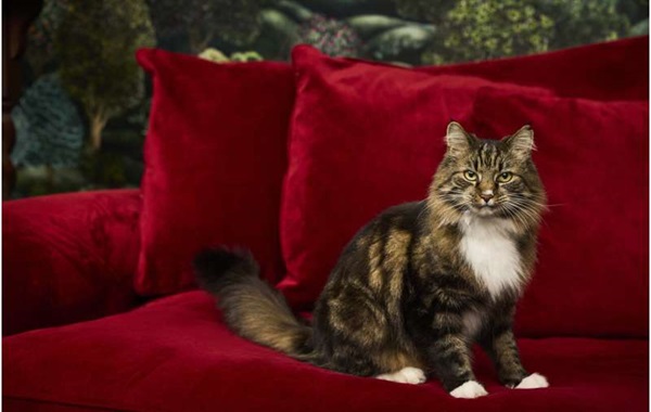 Quantum Leap: Scientists Create 'Schrödinger's Cat' on a Silicon Chip