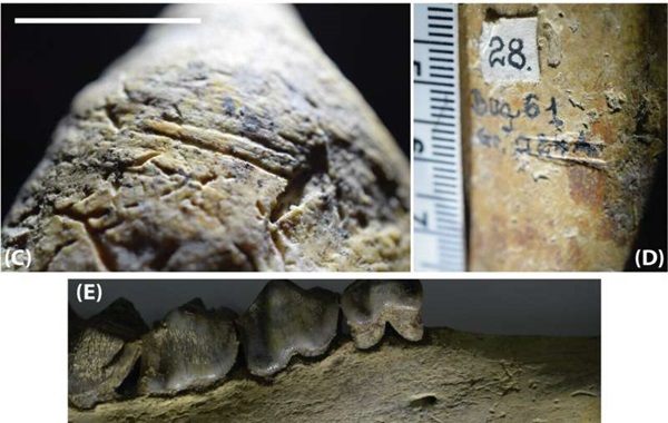 Romanian fossils show hominins in Europe 500,000 years earlier than thought