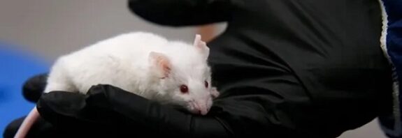 RNA Molekülü Yaşlanan Hücreleri Gençleştirebiliyor
