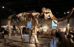 ABD 2028'e Kadar Antik DNA Kullanarak Mamutları Canlandırmayı Planlıyor