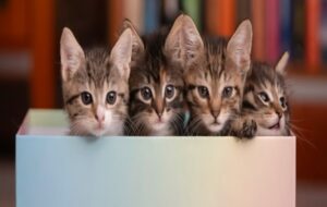 Multiverse Theory Offers Solution to Schrödinger's Cat Paradox