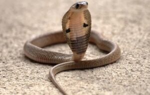 Yapay Zeka Kobra ve Engerek Zehirlerine Karşı Bir Panzehir Geliştirdi