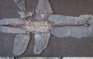 Rare 183-Million-Year-Old Plesiosaur Fossil Found with Skin and Scales Intact