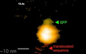 Biyologlar Bir Proteinin Hücre Zarından Geçişini İlk Kez Videoya Kaydettiler