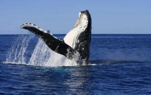 Şaşırtan Keşif: Balina Şarkıları Yapısal Olarak İnsan Diline Benziyor!