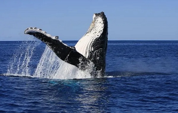 Şaşırtan Keşif: Balina Şarkıları Yapısal Olarak İnsan Diline Benziyor!