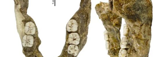 Bilim İnsanları 1.4 Milyon Yıllık İnsan Çenesi Akrabası Yeni Bir Tür Keşfetti